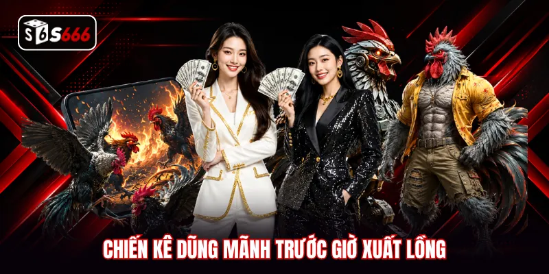 Chiến kê dũng mãnh trước giờ xuất lồng