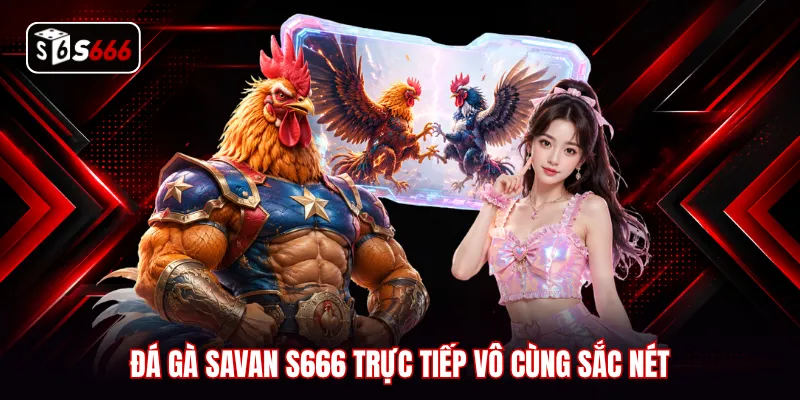 Đá gà Savan S666 trực tiếp vô cùng sắc nét
