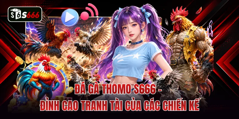 Đá Gà Thomo S666 - Đỉnh Cao Tranh Tài Của Các Chiến Kế