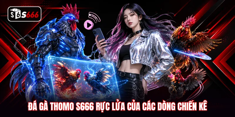Đá gà Thomo S666 rực lửa của các dòng chiến kê